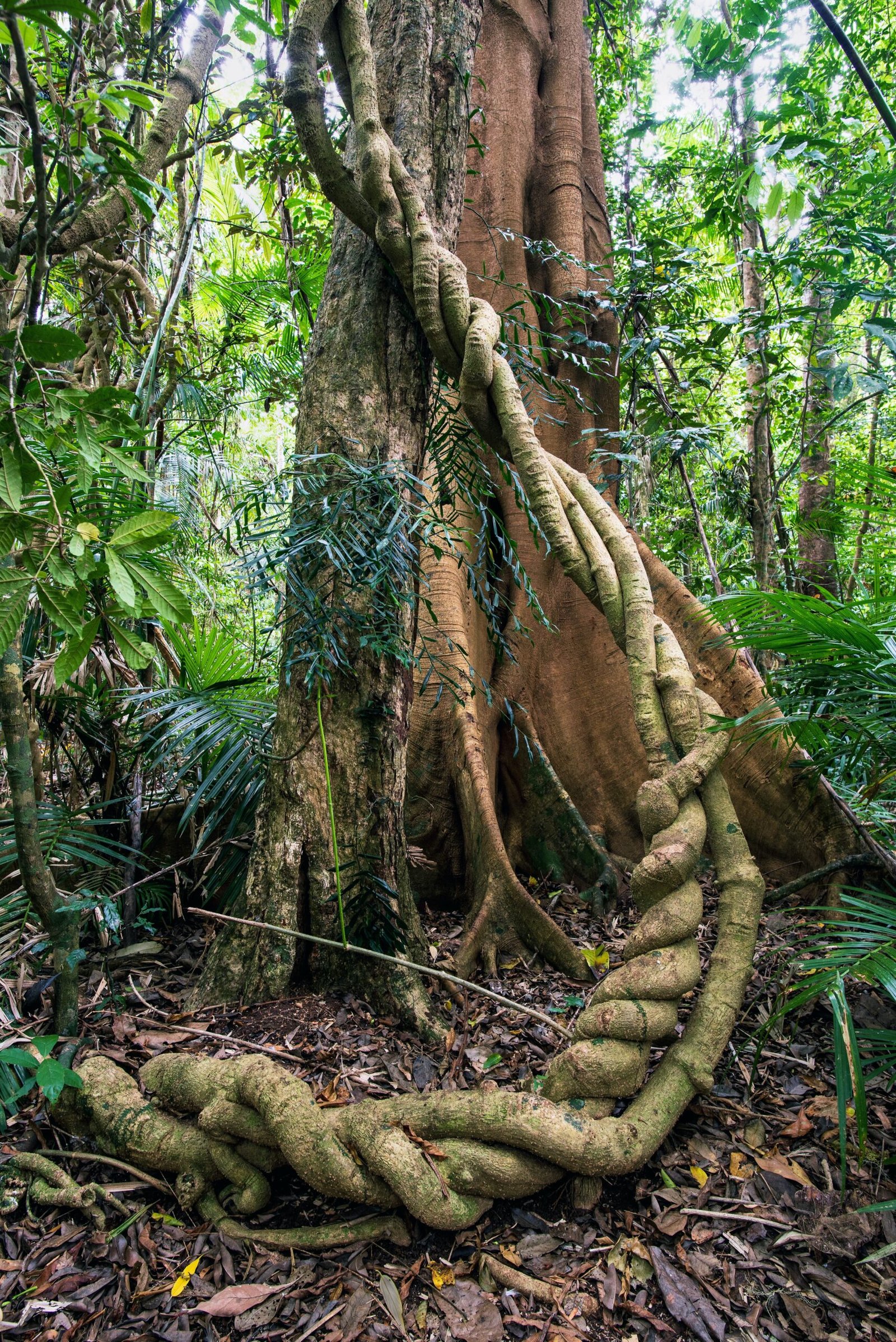 Amazon rainforest tour Waita Lodge