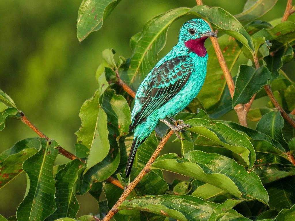 Spangled-Cotinga-cuyabeno-birds