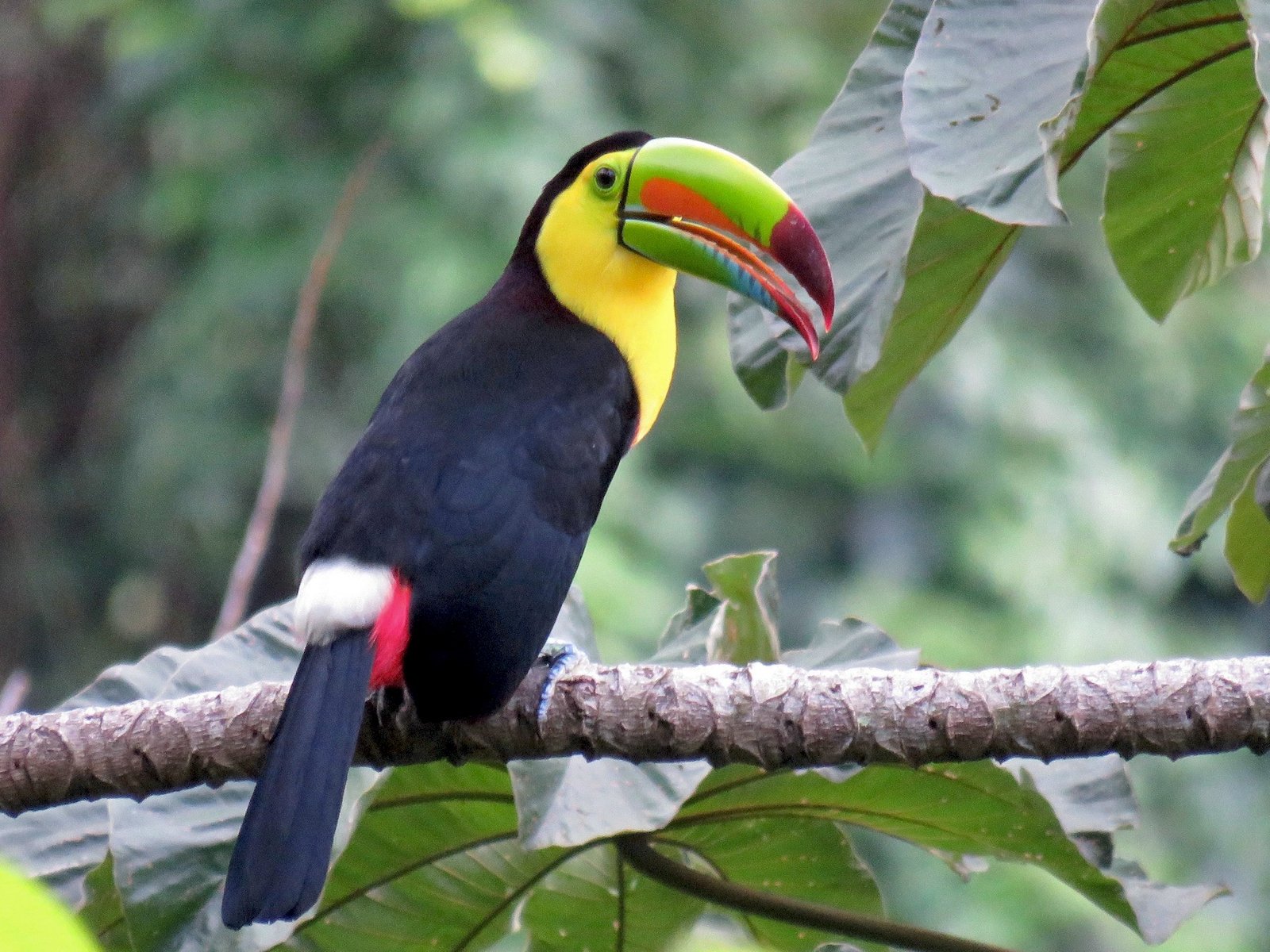 3-day-rainforest-tour-ecuador