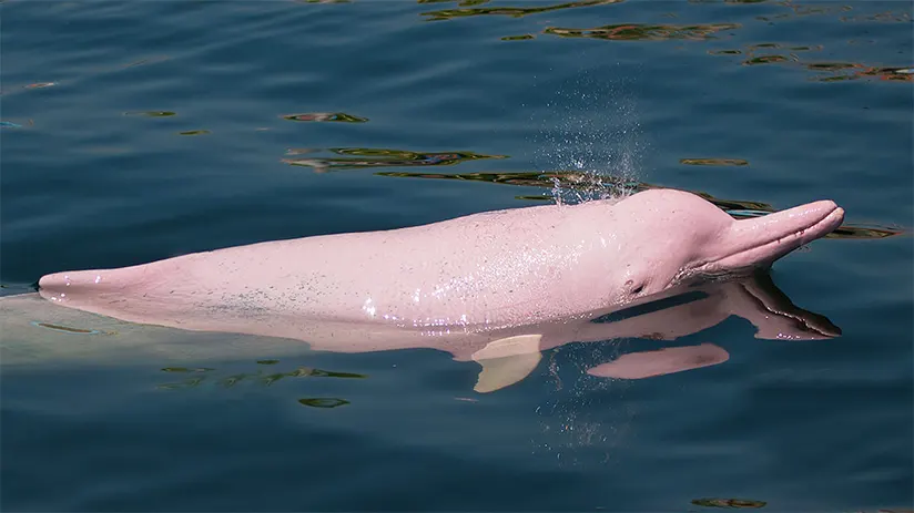 pink-river-dolphin