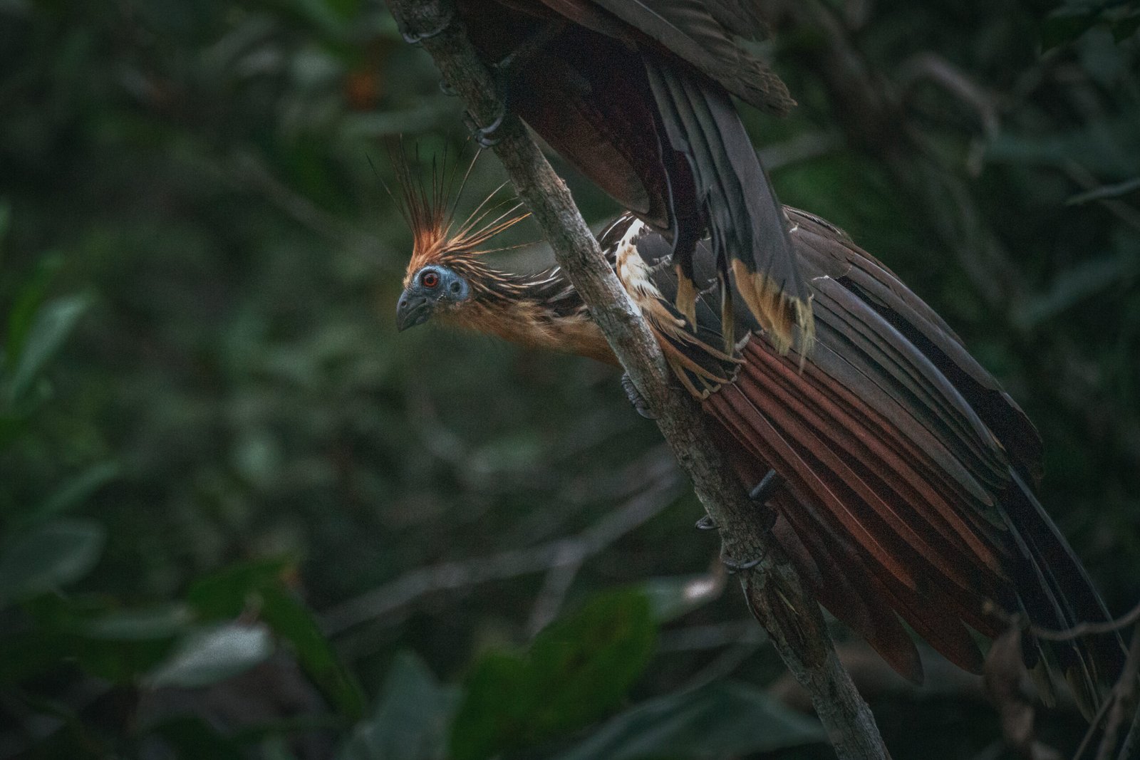 Guayusa-cuyabeno-ecuador