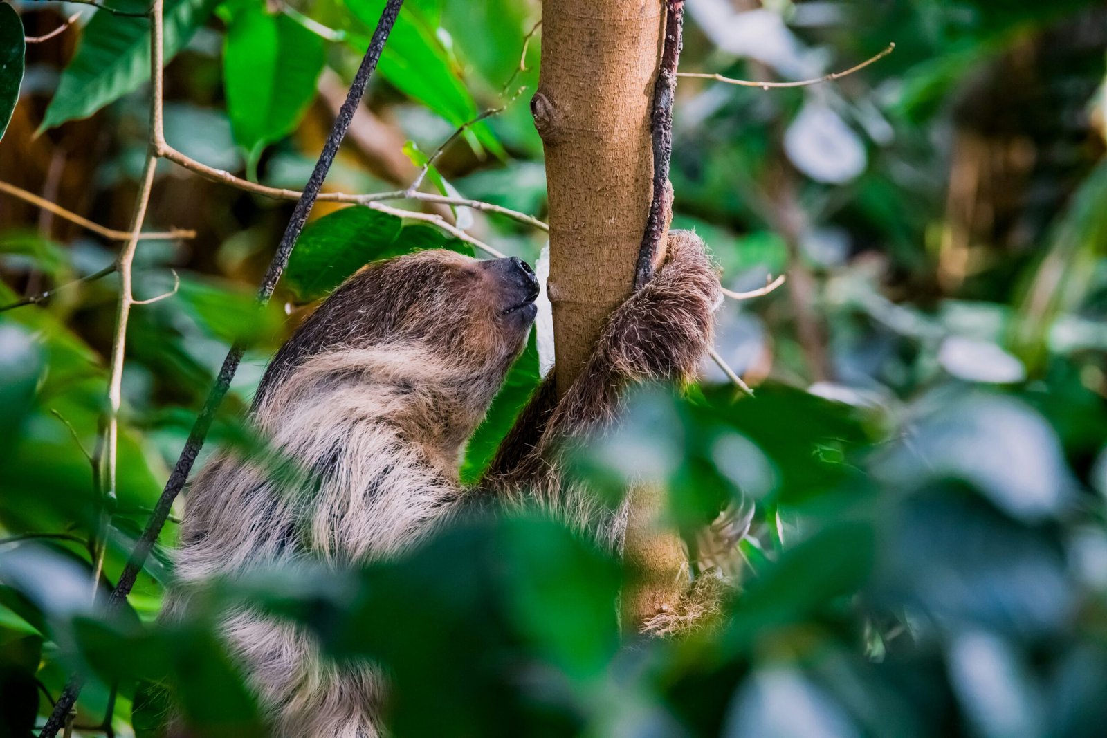 mammal-sloth-cuyabeno-reserve