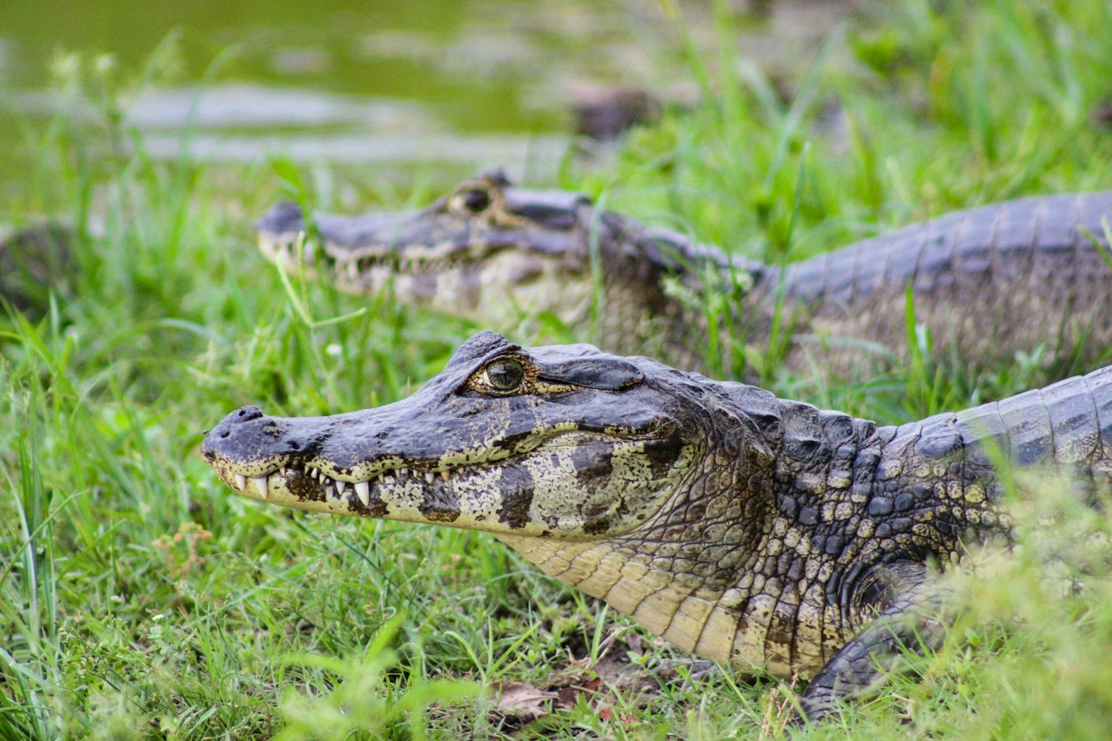reptiles-animals-cuyabeno-reserve