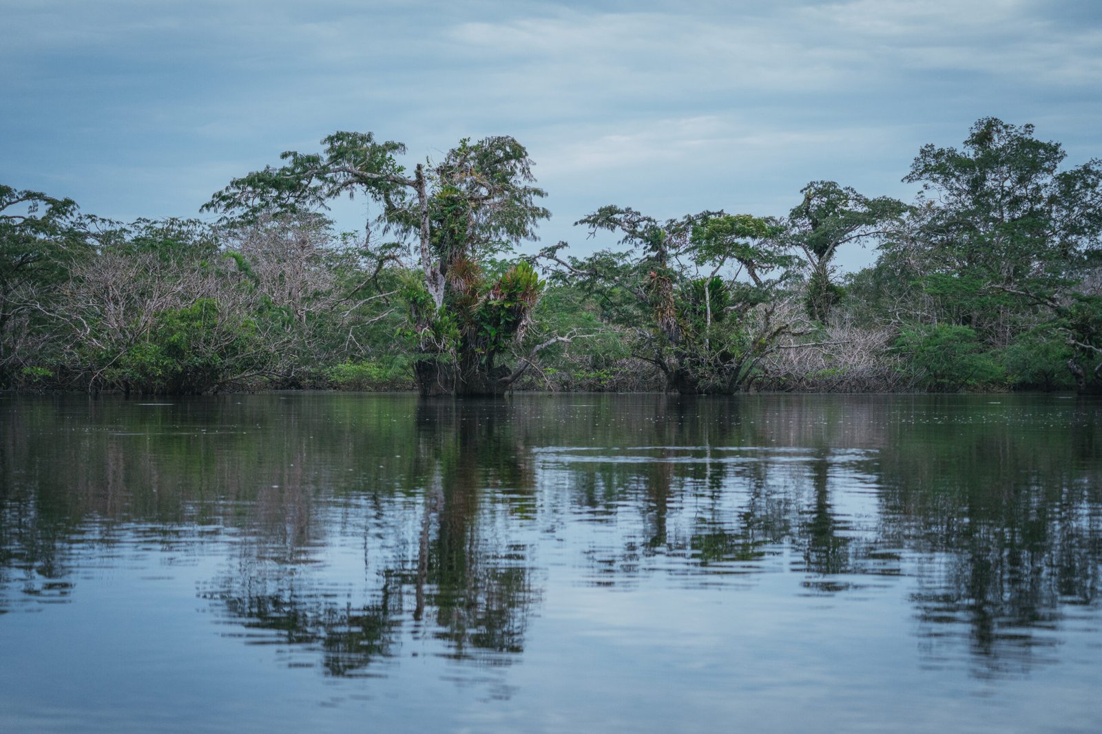 reptiles-animals-cuyabeno-reserve