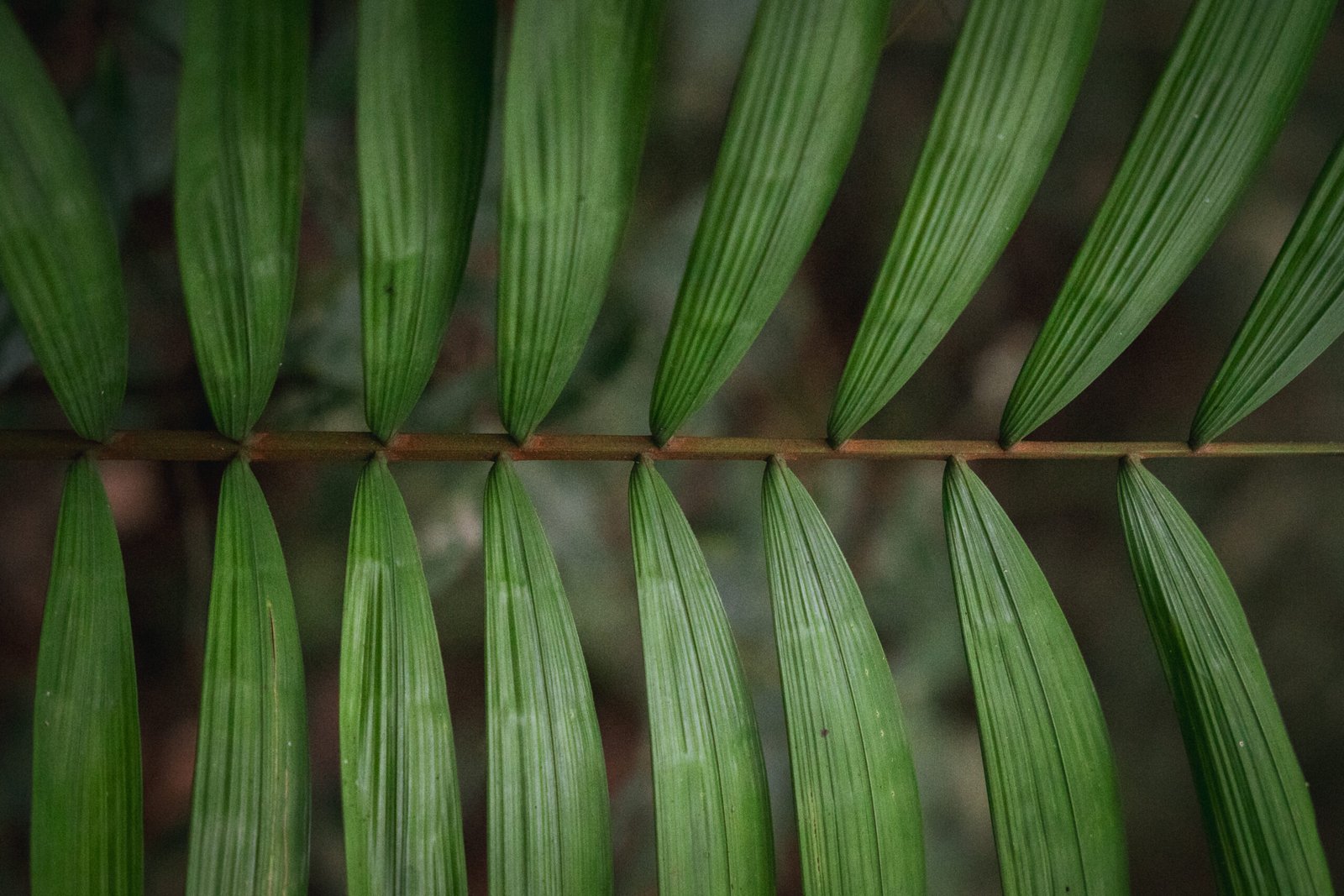 Guayusa-cuyabeno-ecuador