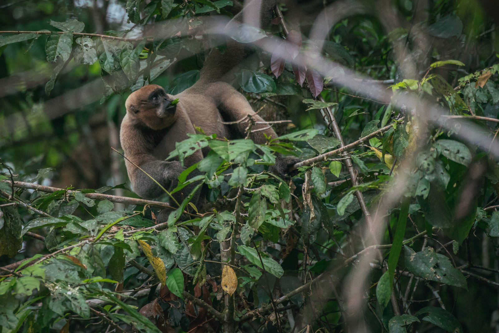 Guayusa-Eucuador