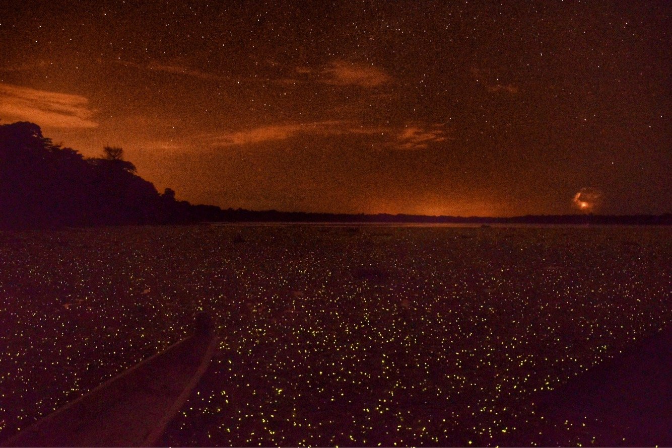 limoncocha-fireflies-lagoon-ecuador limoncocha-fireflies-lagoon-ecuador